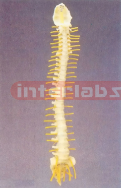 FLEXIBLE SPINE MEDICAL WITH SIMPLE NERVES